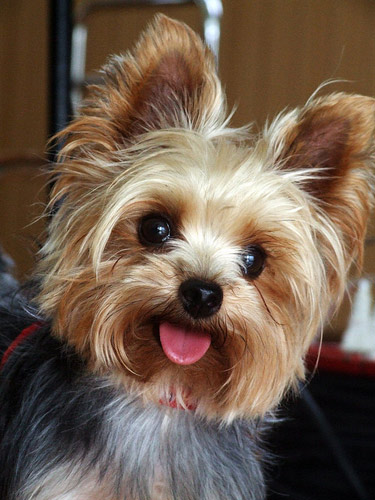 Yorkshire terrier dog looking cute